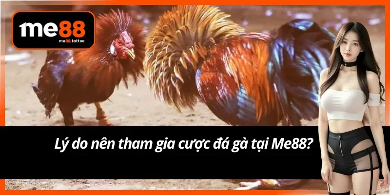 Điều gì khiến cược đá gà tại Me88 trở thành lựa chọn hàng đầu?