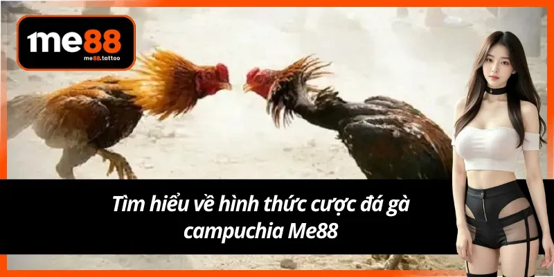 Cược đá gà campuchia Me88